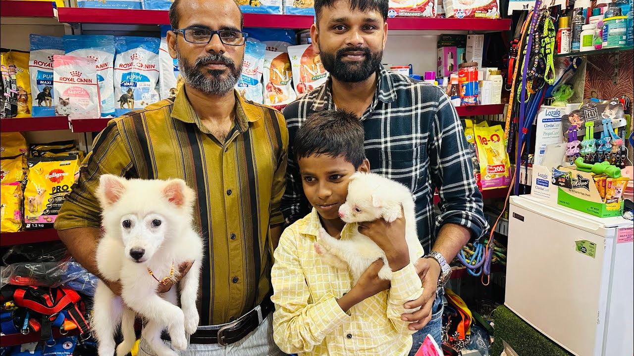 Pomeranian male Dog puppy 