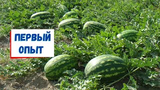 видео: Арбузы солнечной Вилейщины картинка: Арбузы солнечной Вилейщины