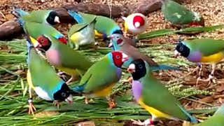 Gorgeous Gouldian Finches - my 2016 breeding stock by Finchesca 328,425 views 8 years ago 2 minutes, 36 seconds