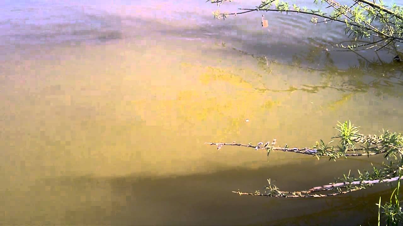 G man tylers common fishery jammy geoff