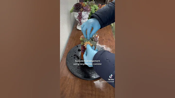 Succulent Tip: succulents and recycled tea canister 2🪴🪷#succulent #plants #shorts - DayDayNews