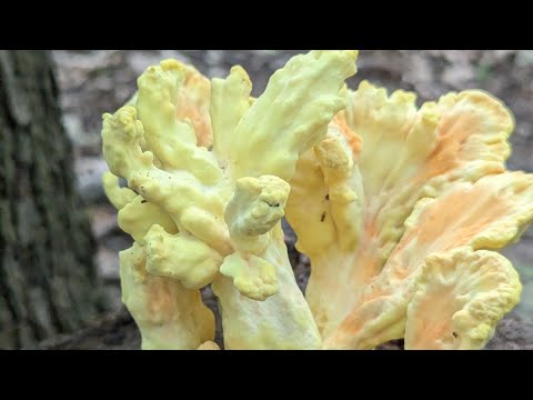 Coral of the forest?? What is this thing? #mushroom