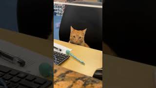 A turtle looks like this #funnyshorts #shorts #ytshort #fyp #comedy #tiktokviral #viral #meme #cats