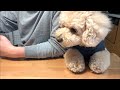 家族団らんに混ざりたい大きいトイプードル【デカプー】【トイプードルのロアくん】【toy poodle】