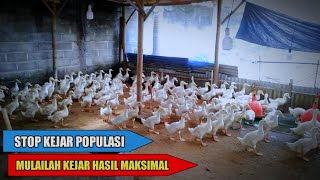 Standar Ukuran Kandang Bebek Pedaging Per 100 Ekor