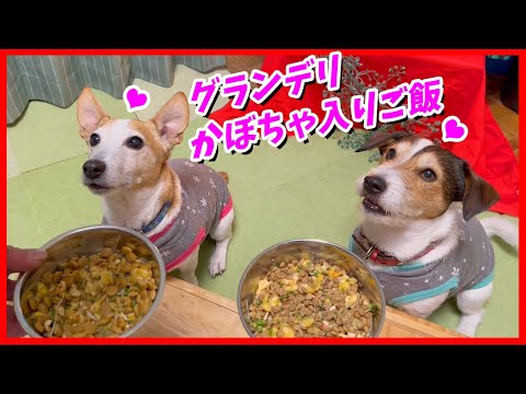 グラン・デリ 鶏ささみ入り”かぼちゃ入り”を食べたジャックラッセルテリア