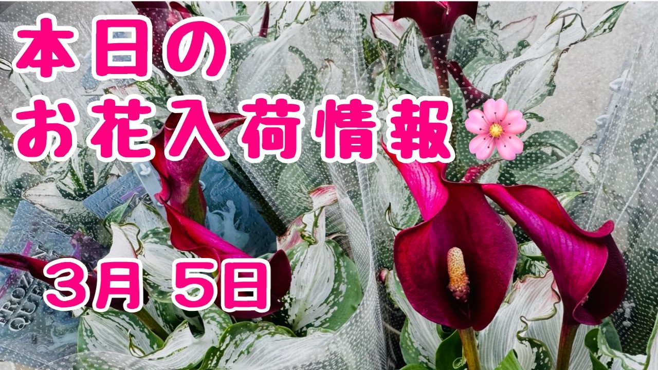 本日のお花入荷情報🌸カラーフローズンクイーン🤴クレマチスペトリエイ　ブルーデージーソララ　セラギネラ　センテッドゼラニウムピンクレモン　2026年3月5日