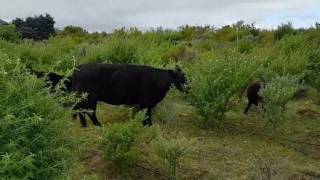 Cows grazing lucern trees
