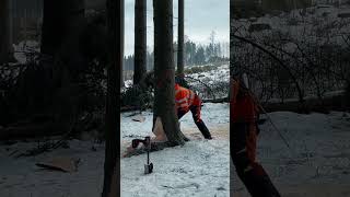 🌲 𝗥ü𝗰𝗸𝗲𝗻𝗯𝗲𝗹𝗮𝘀𝘁𝘂𝗻𝗴 𝗶𝗻 𝗱𝗲𝗿 𝗪𝗮𝗹𝗱𝗮𝗿𝗯𝗲𝗶𝘁 𝗴𝗲𝘇𝗶𝗲𝗹𝘁 𝗿𝗲𝗱𝘂𝘇𝗶𝗲𝗿𝗲𝗻