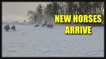 NEW HORSES ARRIVE WITH A HUGE SNOWSTORM
