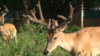 Whitetail Dreams Yellow5 - Timberjack Yearling - 8-5-09