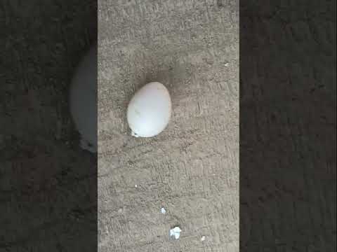 love bird egg