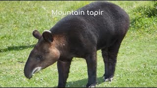 Mountain tapir (Tapirus pinchaque)