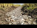 Wow Technique Fishing! A Fisherman a lot of catch catfish at field catch by hand in dry season