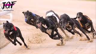 The Fastest Dogs: Greyhound Racing by JerseyGroovyFilms 17,713 views 2 months ago 2 minutes, 11 seconds