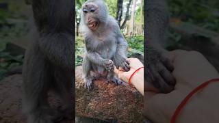 Monkeys Scared Older Monkeys