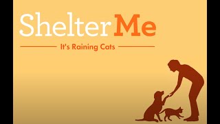 Shelter Me "It's Raining Cats" promo video