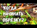 Как определить сроки обрезки виноградных кустов