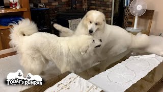 超大型犬の自覚ゼロ…家の中で大暴れするルンルンとアランです　Great Pyrenees　グレートピレニーズ