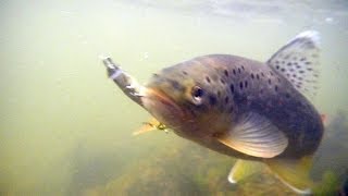 Miniature de la vidéo Pêche de la truite au leurre Tiny Fry 50