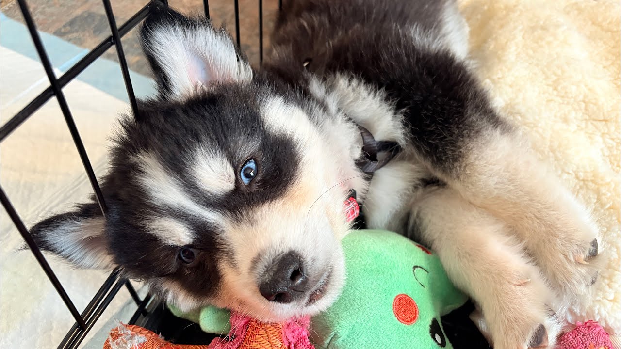 Baby Husky Razor Loves His Crate - YouTube