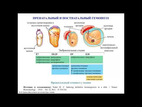 Гемопоэз. Общий обзор