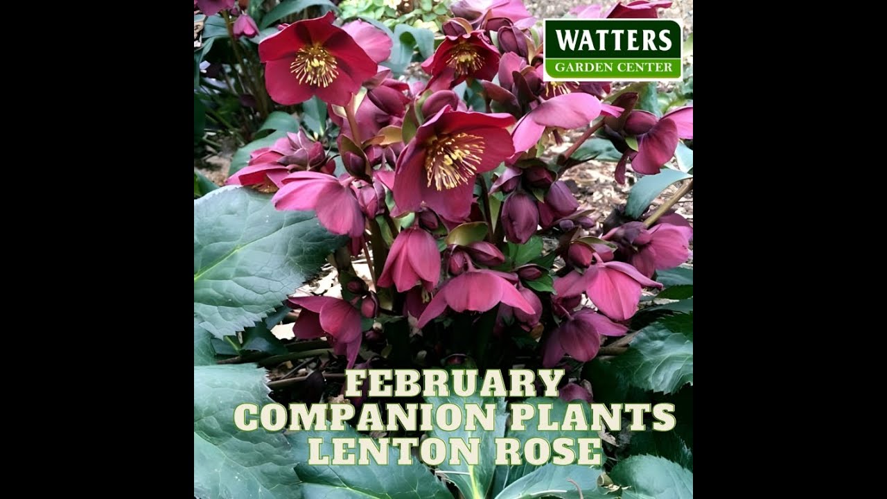 February Plant of the Month Hellebore YouTube