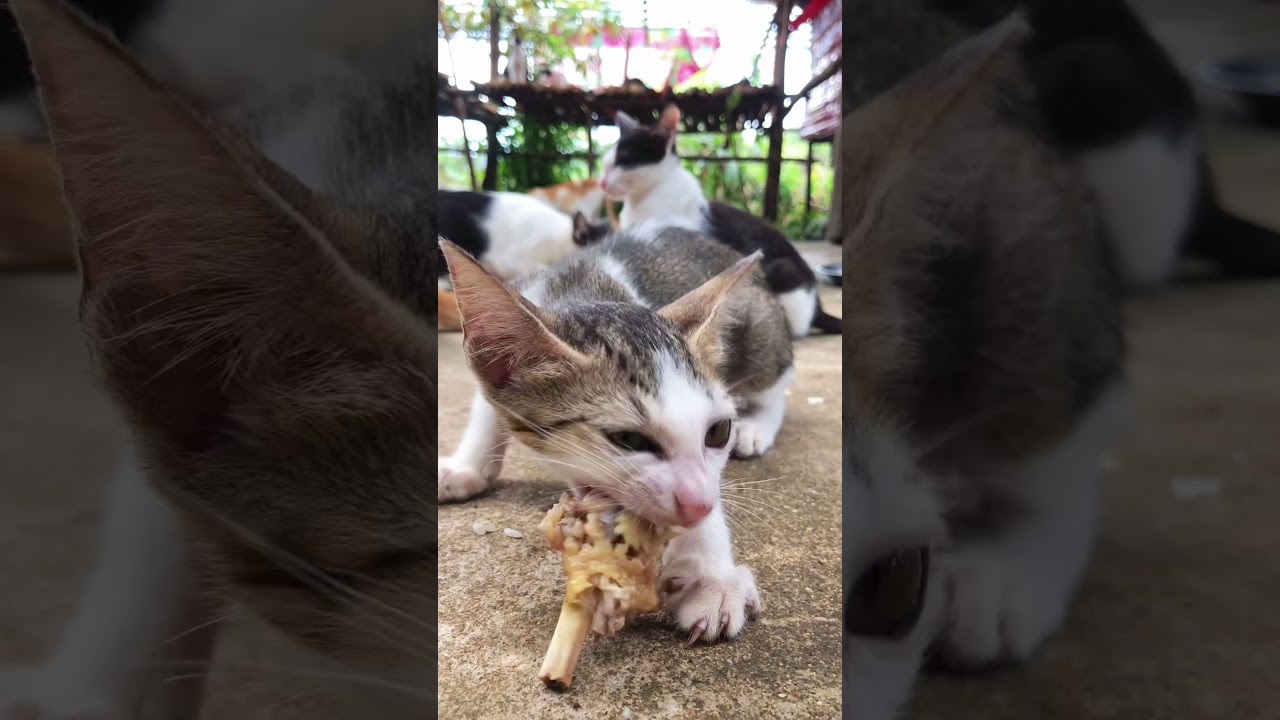 Kitten Eating Chicken