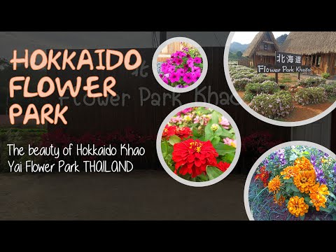 The beauty of Hokkaido Khao Yai Flower Park | Wisata Taman Bunga HOKKAIDO Di Thailand