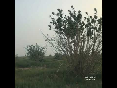 يادكتور لاتصرف لراسي حبوب الراس