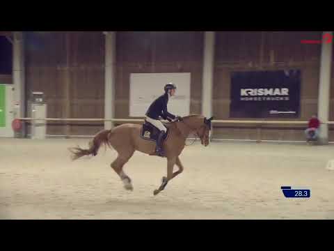 Belgium stallion competition 2025