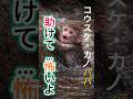 PUNCH MONKEY : お父さん守って…パンチくんが抱きついた瞬間 #punch #パンチ君 #monkey #感動 #japanmonkey
