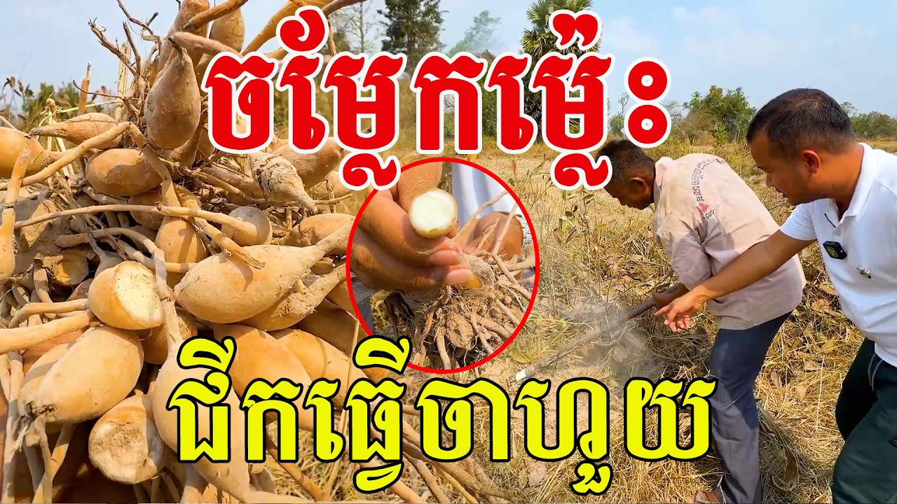 ចម្លែកម៉្លេះ ជីកធ្វើចាហួយ ទើបឃើញលើកទី១