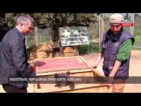 თბილისის ზოოპარკს ორი ბელი გადაეცა