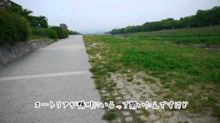 激闘! 京都・鴨川ヌートリアを追う(プTV) 激闘! 京都・鴨川ヌートリアを追う(プTV)