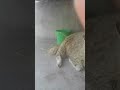 آدم ميري آدم ميري