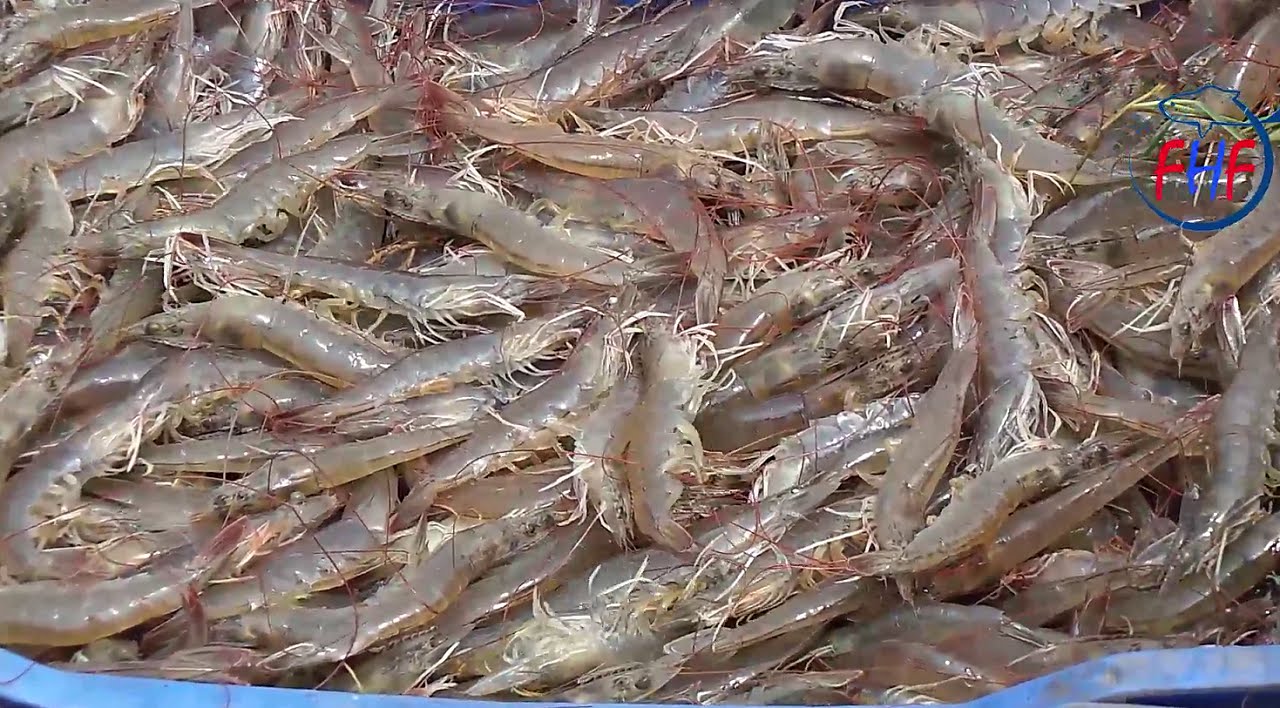 Shrimp Fishing Prawns Catching | Prawns Hunting - YouTube
