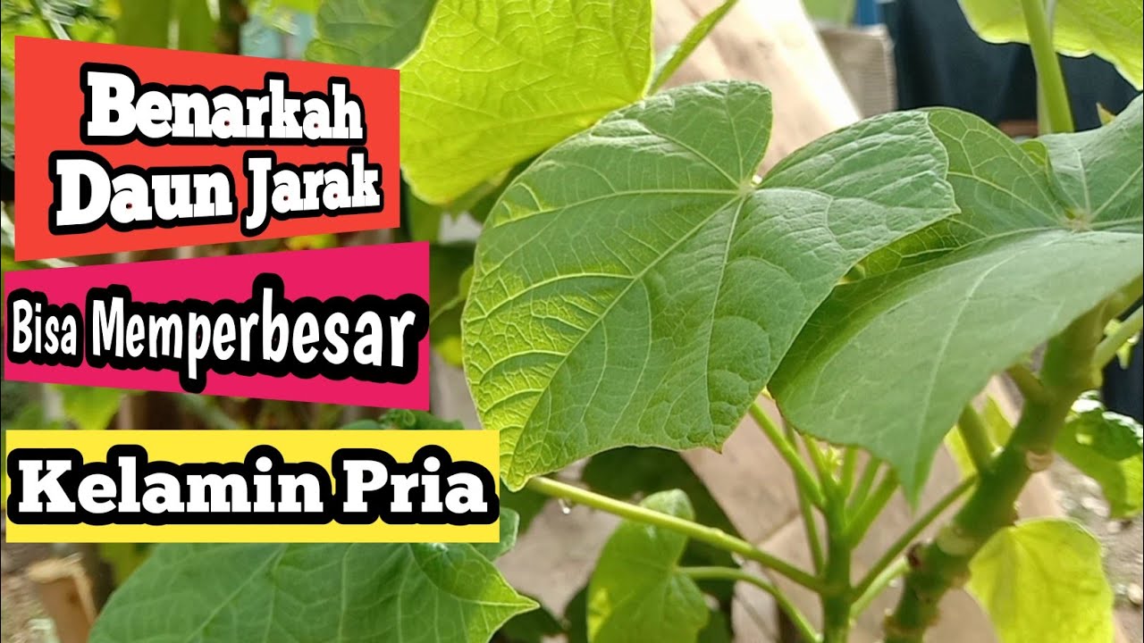 MITOS DAN FAKTA MANPAAT DAUN JARAK.