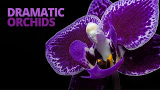 Orchids - The Perfect Flower To Practice Dramatic Lighting Techniques