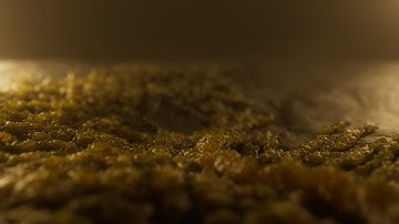 How to make The Last Of Us fungus (cordyceps) from intro in Houdini