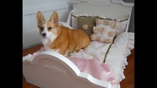 In this video I make a special dog bed for the Supporting Corgis auction that starts on Jan. 17th 2015 and ends on Jan. 21 2015. 
