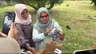 PENANAMAN KECAMBAH KELAPA SAWIT | TANAMAN PERKEBUNAN I - AGROTEKNOLOGI 3