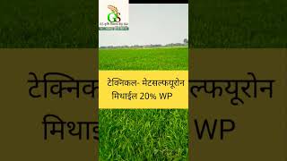 crop गेंहू की फसल में चौड़ी पत्ती खरपतवार नियंत्रण मात्र 100 रूपये में farming