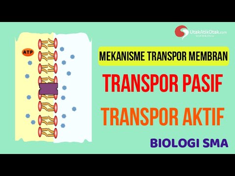 Video: Bagaimanakah molekul bergerak merentasi membran dalam pengangkutan pasif?