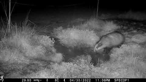 New Forest Explorers Guide - Badger cubs in the days after first emergence above ground