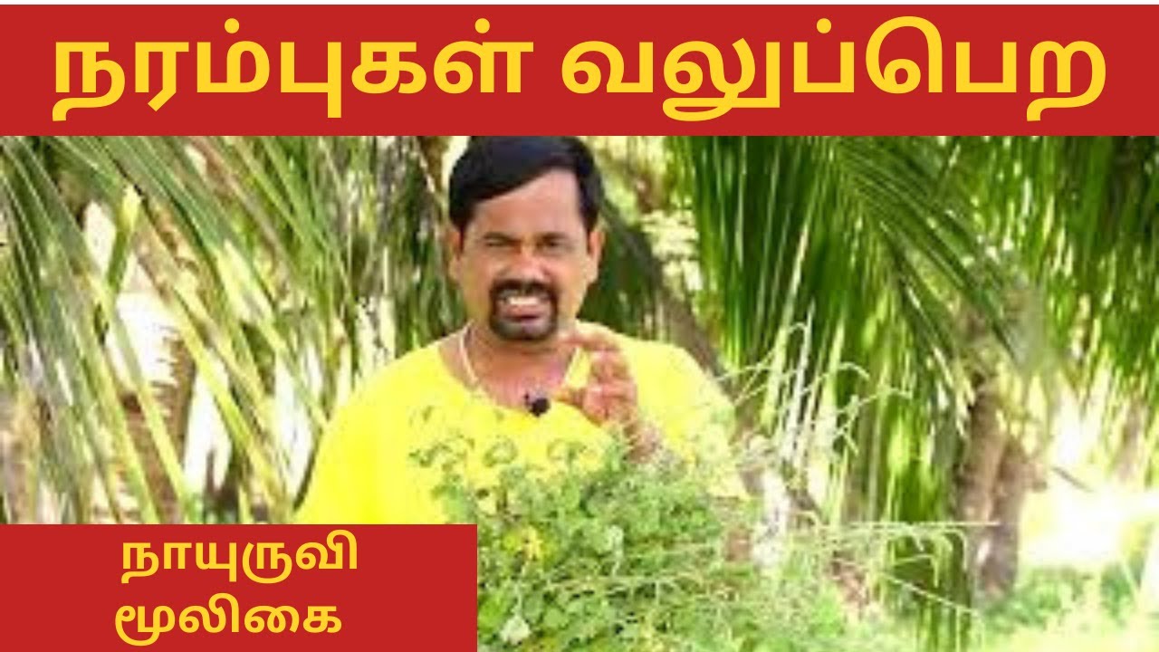 நரம்புகள் வலுப்பெற நாயுருவி | நீர் சுருக்கு எரிச்சல் குணமாக | நாயுருவி மருத்துவ பயன்கள் 