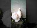 silkie white 😍#Hen #silkie #white #youtubeshorts