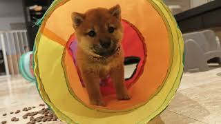 Day 52 Coda Loves Playing In The Tunnel.