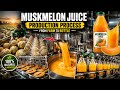 Muskmelon Juice Production Process | From Farm to Bottle #MuskmelonJuice #FruitJuice #ProductionLine
