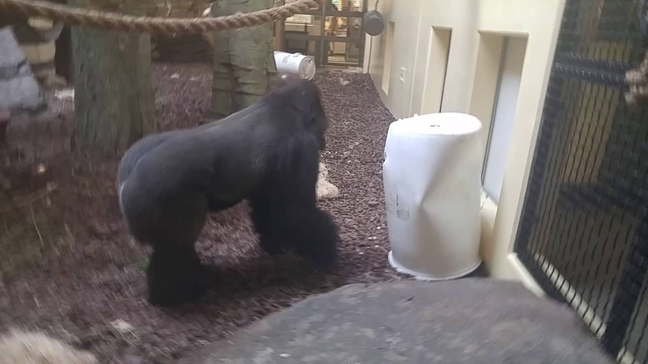 Houston Zoo Gorillas YouTube